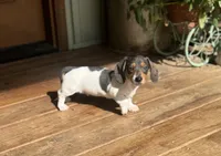 Oscar, a male Miniature Dachshund for sale in Seymour, MO – Photo 2 of 5