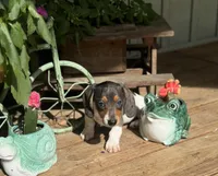 Oscar, a male Miniature Dachshund for sale in Seymour, MO – Photo 3 of 5