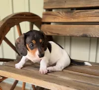 Oscar, a male Miniature Dachshund for sale in Seymour, MO – Photo 4 of 5