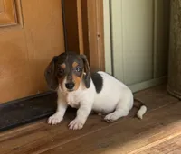 Oscar, a male Miniature Dachshund for sale in Seymour, MO – Photo 5 of 5