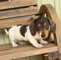 Oscar, a male Miniature Dachshund for sale in Seymour, MO – Photo 1 of 5