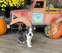 Lorax, a male Boston Terrier for sale in Seymour, MO – Photo 7 of 7