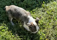 Lorax, a male Boston Terrier for sale in Seymour, MO – Photo 5 of 7