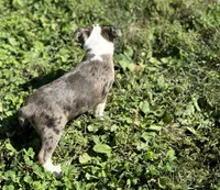 Lorax, a male Boston Terrier for sale in Seymour, MO – Photo 6 of 7