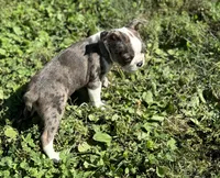 Lorax, a male Boston Terrier for sale in Seymour, MO – Photo 4 of 7