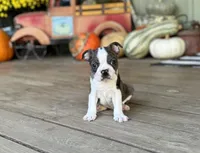 Lorax, a male Boston Terrier for sale in Seymour, MO – Photo 2 of 7