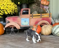 Lorax, a male Boston Terrier for sale in Seymour, MO – Photo 3 of 7