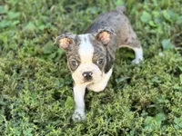 Lorax, a male Boston Terrier for sale in Seymour, MO – Photo 1 of 7