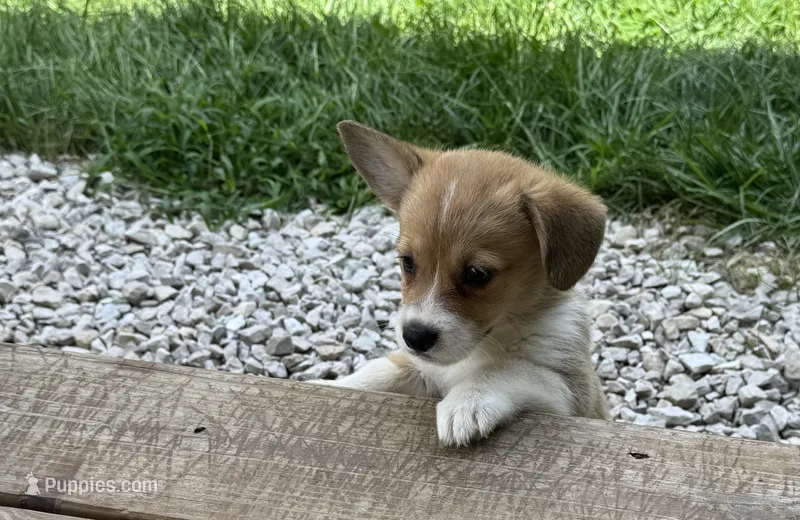 Molly – Pembroke Welsh Corgi puppy for sale in Seymour, MO