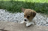 Molly, a female Pembroke Welsh Corgi for sale in Seymour, MO – 2 of 5