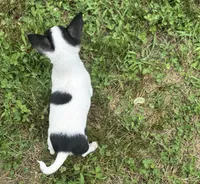 Taquito, a male Chihuahua for sale in Seymour, MO – 4 of 4