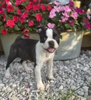 Jane, a female Boston Terrier for sale in Seymour, MO – 1 of 7