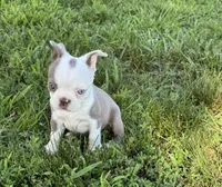 Sapphire, a female Boston Terrier for sale in Seymour, MO – 5 of 6