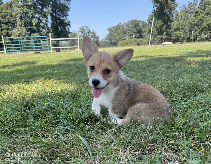 Molly – Pembroke Welsh Corgi puppy for sale in Seymour, MO