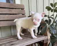 Alvin, a male Boston Terrier for sale in Seymour, MO – 2 of 4