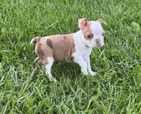 Winston, a male Boston Terrier for sale in Seymour, MO – 2 of 5