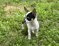 Taquito, a male Chihuahua for sale in Seymour, MO – 3 of 4