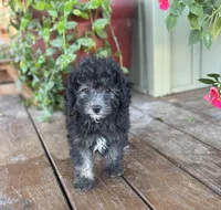 Harriett, a female Miniature Aussiedoodle for sale in Seymour, MO – Photo 5 of 5