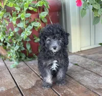 Harriett, a female Miniature Aussiedoodle for sale in Seymour, MO – Photo 2 of 5