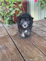 Harriett, a female Miniature Aussiedoodle for sale in Seymour, MO – Photo 3 of 5