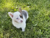 Hank, a male Pembroke Welsh Corgi for sale in Seymour, MO – 3 of 4