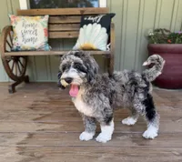 Harley, a female Goldendoodle for sale in Seymour, MO – Photo 6 of 9