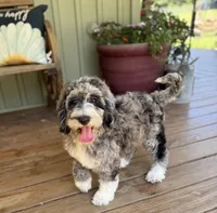 Harley, a female Goldendoodle for sale in Seymour, MO – Photo 2 of 9