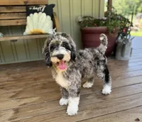 Harley, a female Goldendoodle for sale in Seymour, MO – Photo 1 of 9