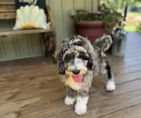 Harley, a female Goldendoodle for sale in Seymour, MO – Photo 4 of 9