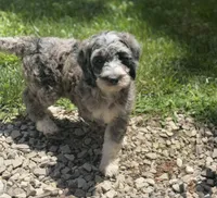 Harley, a female Goldendoodle for sale in Seymour, MO – Photo 9 of 9