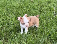 Winston, a male Boston Terrier for sale in Seymour, MO – 4 of 5