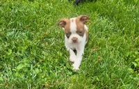 Harold, a male Boston Terrier for sale in Seymour, MO – Photo 3 of 8