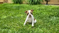 Harold, a male Boston Terrier for sale in Seymour, MO – Photo 1 of 8