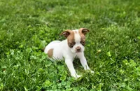 Harold, a male Boston Terrier for sale in Seymour, MO – Photo 4 of 8