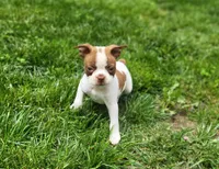 Harold, a male Boston Terrier for sale in Seymour, MO – Photo 2 of 8