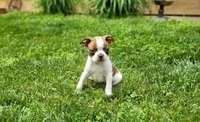 Harold, a male Boston Terrier for sale in Seymour, MO – Photo 7 of 8