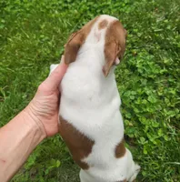 Harold, a male Boston Terrier for sale in Seymour, MO – Photo 8 of 8