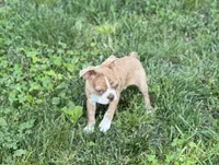 Kingston, a male Boston Terrier for sale in Seymour, MO – Photo 8 of 9