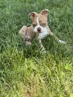 Kingston, a male Boston Terrier for sale in Seymour, MO – Photo 6 of 9