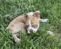 Kingston, a male Boston Terrier for sale in Seymour, MO – Photo 2 of 9