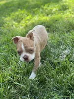 Kingston, a male Boston Terrier for sale in Seymour, MO – Photo 7 of 9