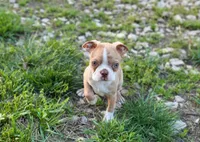 Kingston, a male Boston Terrier for sale in Seymour, MO – Photo 9 of 9