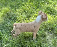 Kingston, a male Boston Terrier for sale in Seymour, MO – Photo 3 of 9