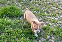 Kingston, a male Boston Terrier for sale in Seymour, MO – Photo 5 of 9