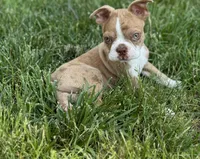 Kingston, a male Boston Terrier for sale in Seymour, MO – Photo 1 of 9