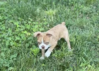 Kingston, a male Boston Terrier for sale in Seymour, MO – Photo 4 of 9