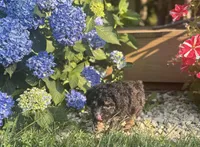 Silver Girl, a female Poodle - Miniature  for sale in Seymour, MO – Photo 5 of 6