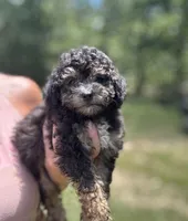 Silver Girl, a female Poodle - Miniature  for sale in Seymour, MO – Photo 2 of 6