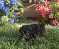 Silver Girl, a female Poodle - Miniature  for sale in Seymour, MO – Photo 6 of 6