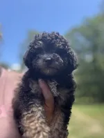 Silver Girl, a female Poodle - Miniature  for sale in Seymour, MO – Photo 4 of 6